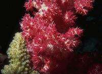 Alcyonaire rouge