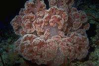 Alcyonaire (ou corail mou) rose